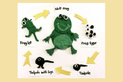 Model Magic Frogs Gr. 1