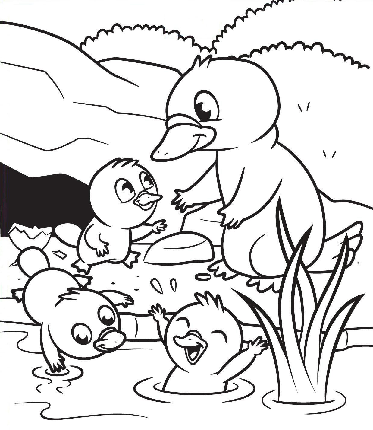 Platypus Family
