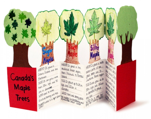 CANADA'S MAPLE TREES – Contrast, Colour, Research