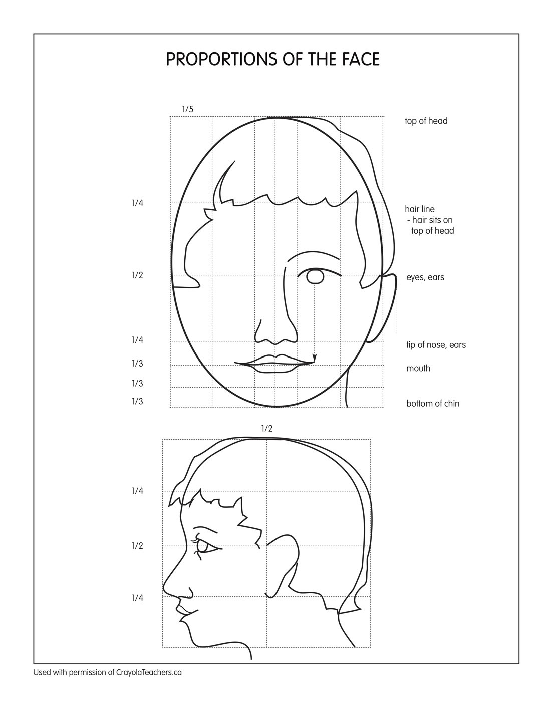 Proportions of the face